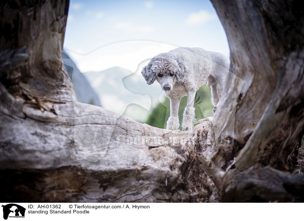 stehender Kleinpudel / standing Standard Poodle / AH-01362