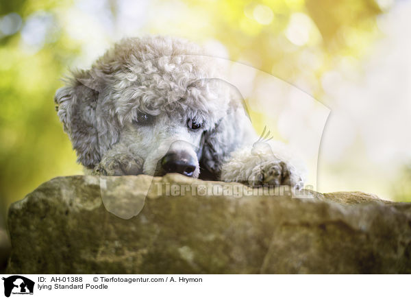 liegender Kleinpudel / lying Standard Poodle / AH-01388