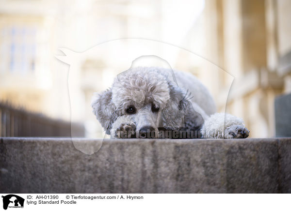liegender Kleinpudel / lying Standard Poodle / AH-01390