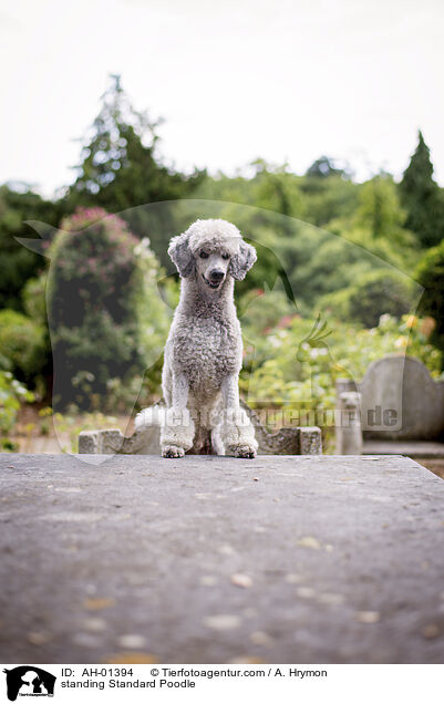 stehender Kleinpudel / standing Standard Poodle / AH-01394