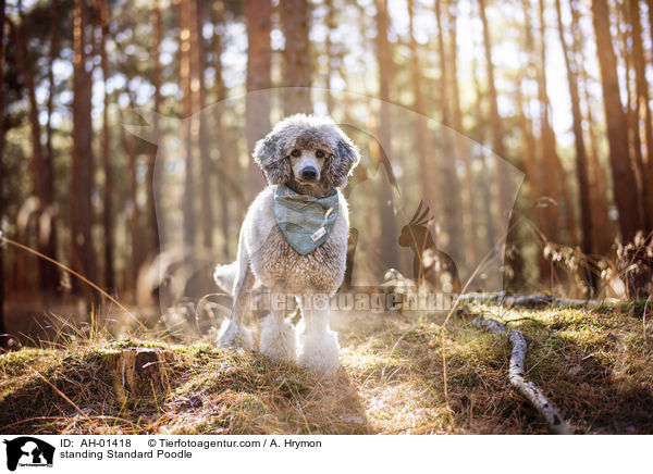 stehender Kleinpudel / standing Standard Poodle / AH-01418
