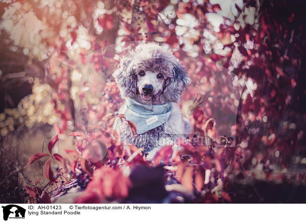 liegender Kleinpudel / lying Standard Poodle / AH-01423