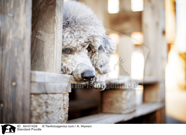 Kleinpudel / Standard Poodle / AH-01428