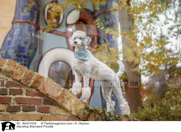 stehender Kleinpudel / standing Standard Poodle / AH-01434