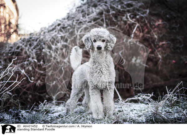 standing Standard Poodle / AH-01452