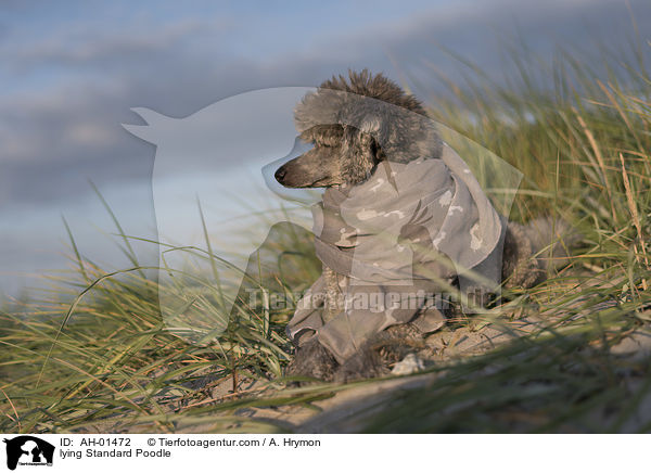liegender Kleinpudel / lying Standard Poodle / AH-01472