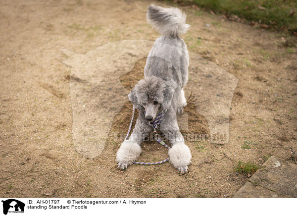 stehender Kleinpudel / standing Standard Poodle / AH-01797