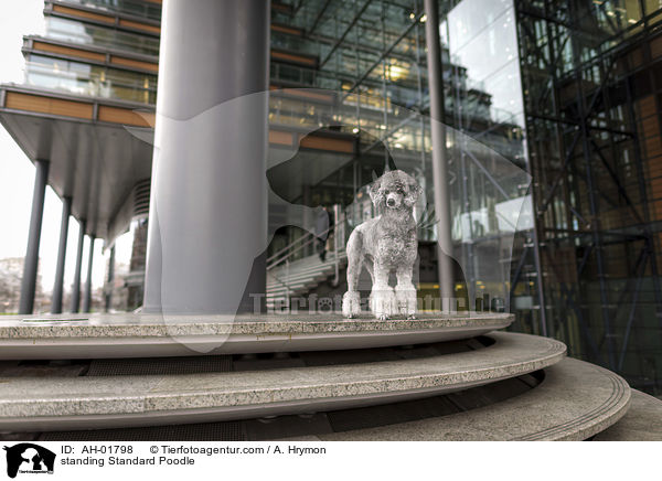 stehender Kleinpudel / standing Standard Poodle / AH-01798