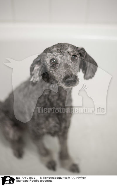 Kleinpudel bei der Fellpflege / Standard Poodle grooming / AH-01802