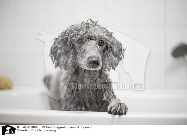 Kleinpudel bei der Fellpflege / Standard Poodle grooming / AH-01809