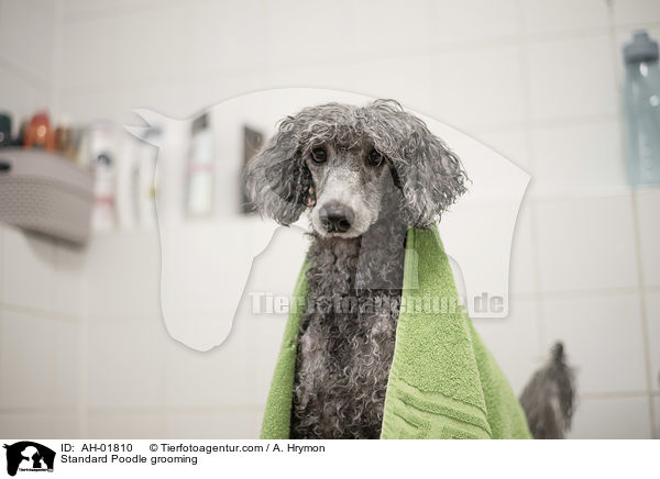 Kleinpudel bei der Fellpflege / Standard Poodle grooming / AH-01810