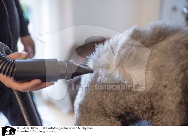 Kleinpudel bei der Fellpflege / Standard Poodle grooming / AH-01814