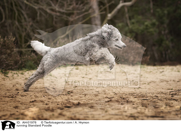 rennender Kleinpudel / running Standard Poodle / AH-01976