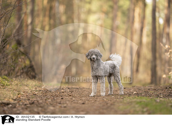 stehender Kleinpudel / standing Standard Poodle / AH-02135