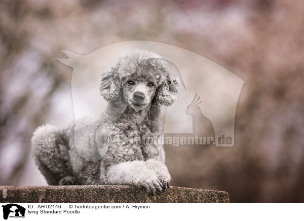 liegender Kleinpudel / lying Standard Poodle / AH-02146