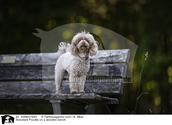 Kleinpudel auf einer Holzbank / Standard Poodle on a wooden bench / KAM-01800