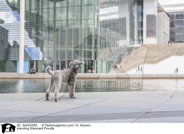 stehender Kleinpudel / standing Standard Poodle / AH-02359