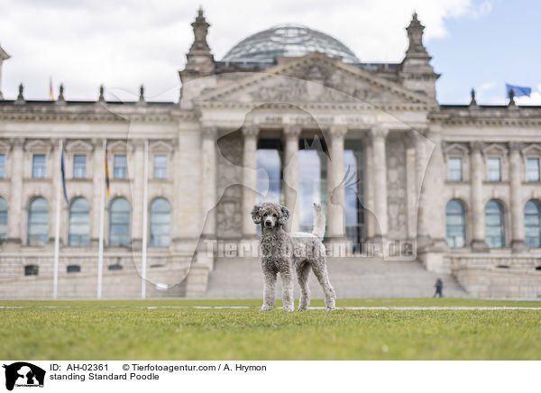 stehender Kleinpudel / standing Standard Poodle / AH-02361