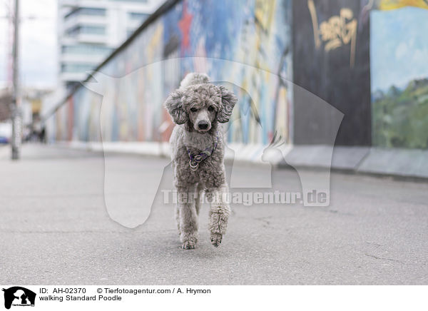 laufender Kleinpudel / walking Standard Poodle / AH-02370