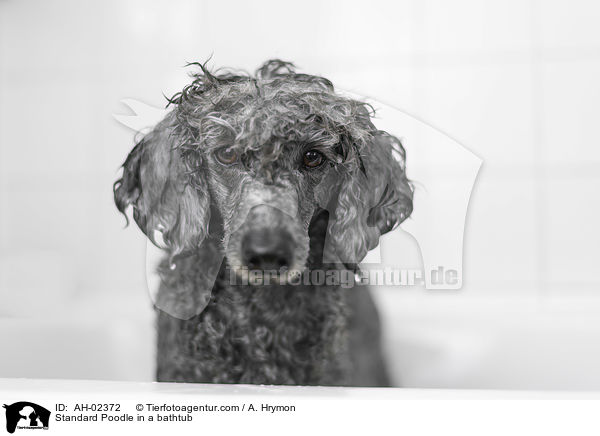 Kleinpudel in einer Badewanne / Standard Poodle in a bathtub / AH-02372