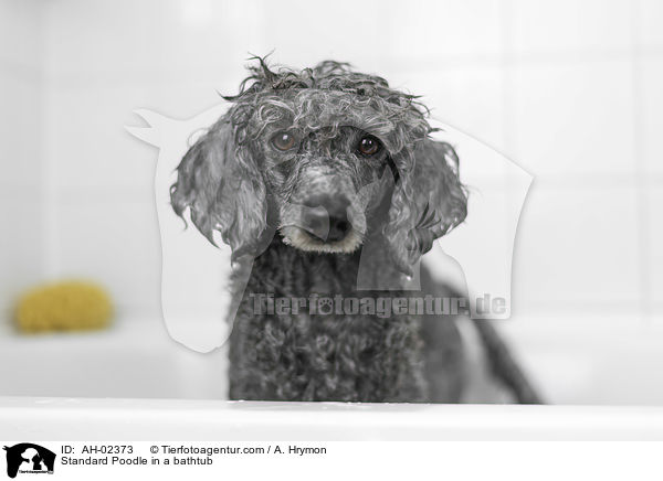 Kleinpudel in einer Badewanne / Standard Poodle in a bathtub / AH-02373