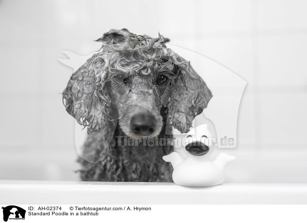 Kleinpudel in einer Badewanne / Standard Poodle in a bathtub / AH-02374