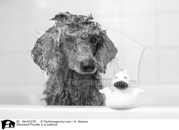 Kleinpudel in einer Badewanne / Standard Poodle in a bathtub / AH-02376