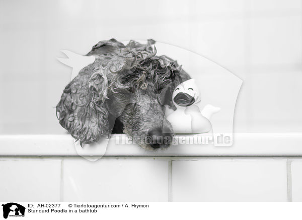 Kleinpudel in einer Badewanne / Standard Poodle in a bathtub / AH-02377