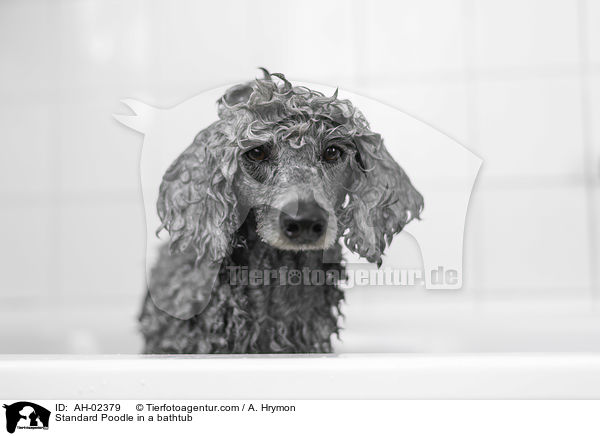Kleinpudel in einer Badewanne / Standard Poodle in a bathtub / AH-02379