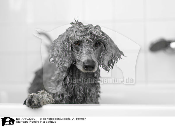 Kleinpudel in einer Badewanne / Standard Poodle in a bathtub / AH-02380