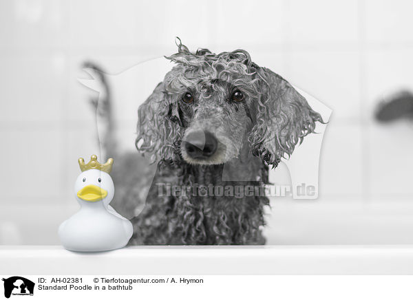 Kleinpudel in einer Badewanne / Standard Poodle in a bathtub / AH-02381
