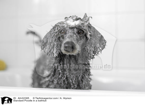 Standard Poodle in a bathtub / AH-02385