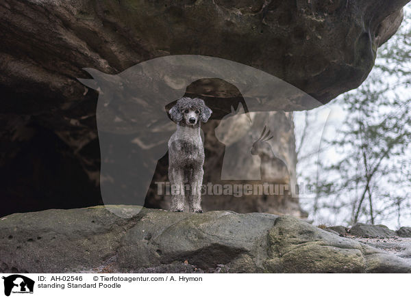 stehender Kleinpudel / standing Standard Poodle / AH-02546