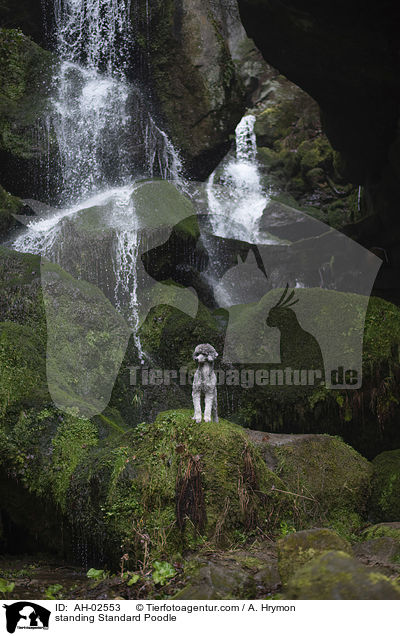 stehender Kleinpudel / standing Standard Poodle / AH-02553