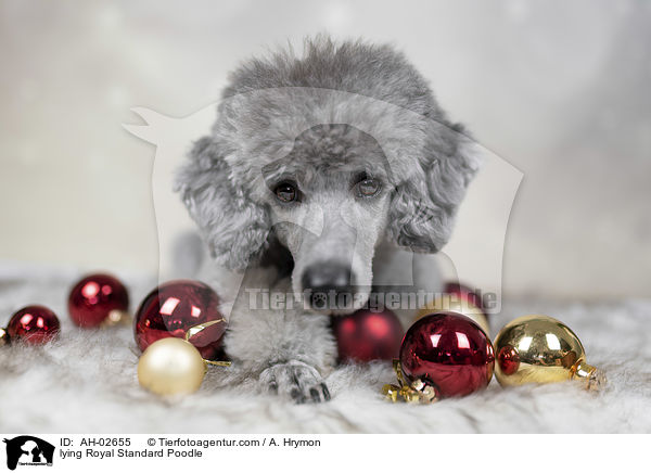 liegender Kleinpudel / lying Royal Standard Poodle / AH-02655