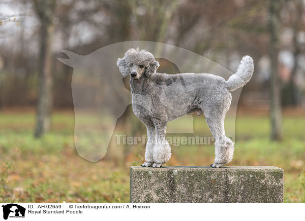 Kleinpudel / Royal Standard Poodle / AH-02659