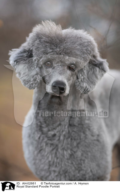 Kleinpudel Portrait / Royal Standard Poodle Portrait / AH-02661