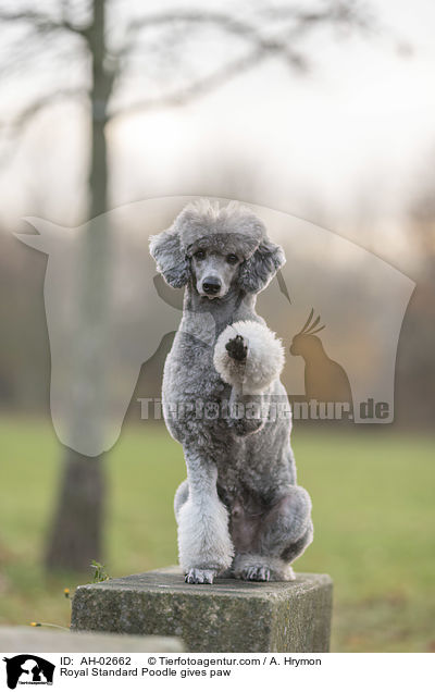 Kleinpudel gibt Pftchen / Royal Standard Poodle gives paw / AH-02662