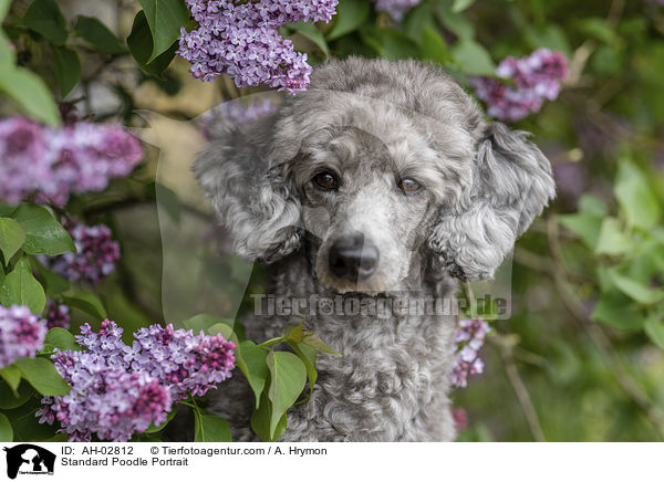 Kleinpudel Portrait / Standard Poodle Portrait / AH-02812