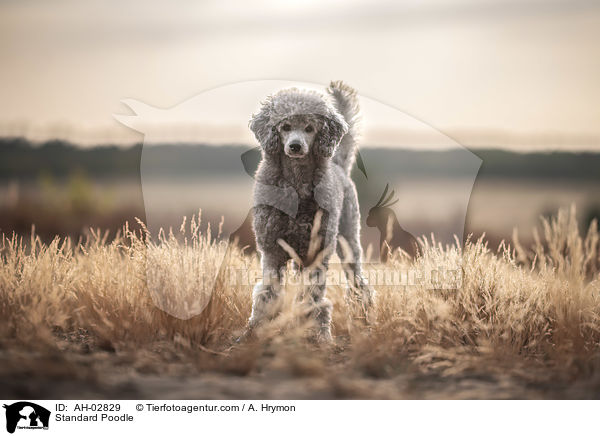 Kleinpudel / Standard Poodle / AH-02829