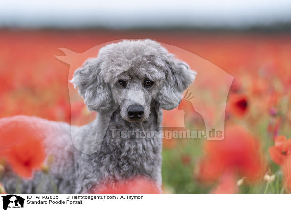 Kleinpudel Portrait / Standard Poodle Portrait / AH-02835