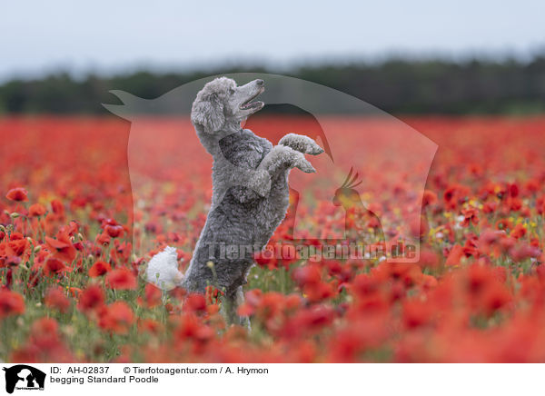 Kleinpudel macht Mnnchen / begging Standard Poodle / AH-02837
