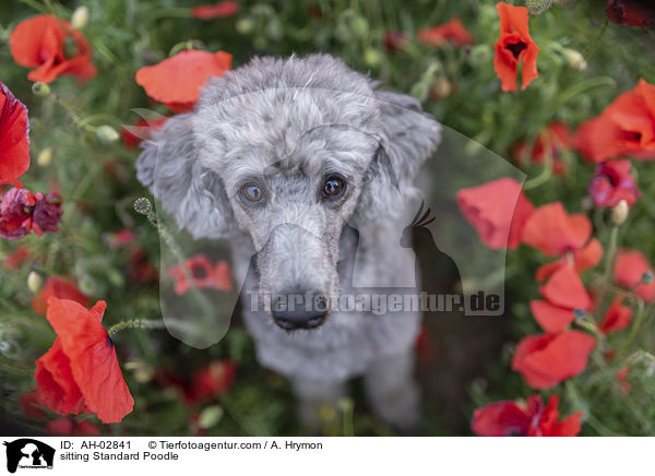 sitzender Kleinpudel / sitting Standard Poodle / AH-02841