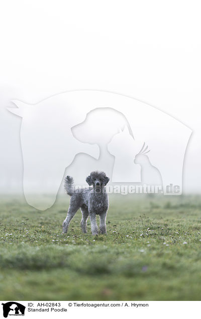 Kleinpudel / Standard Poodle / AH-02843