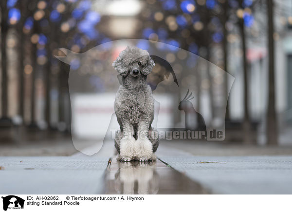 sitzender Kleinpudel / sitting Standard Poodle / AH-02862