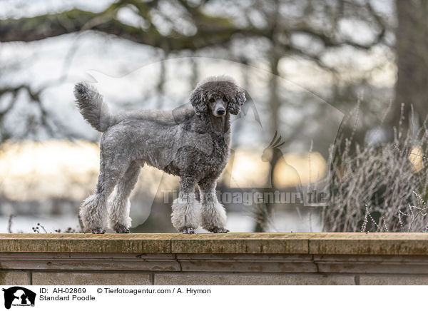 Kleinpudel / Standard Poodle / AH-02869