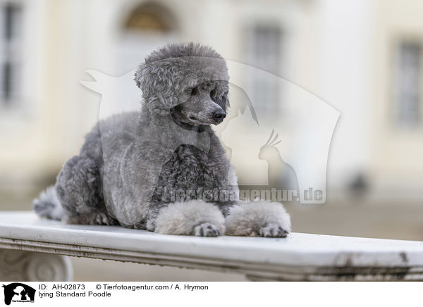 liegender Kleinpudel / lying Standard Poodle / AH-02873