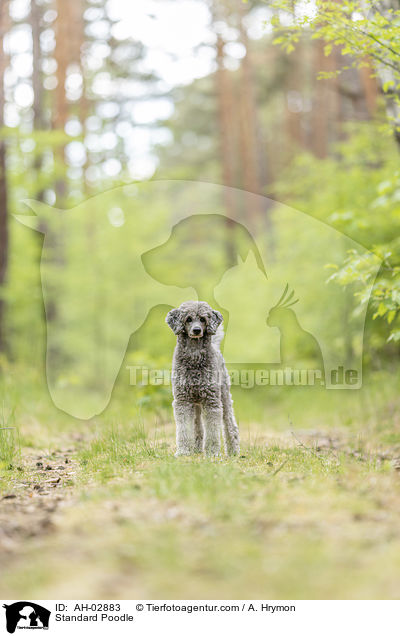 Kleinpudel / Standard Poodle / AH-02883