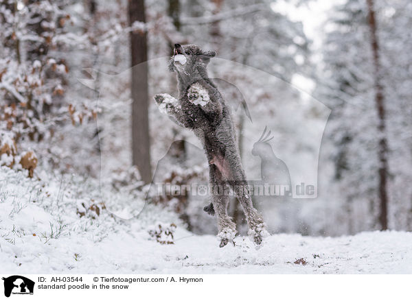 Kleinpudel im Schnee / standard poodle in the snow / AH-03544