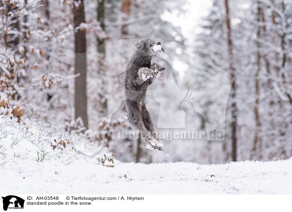Kleinpudel im Schnee / standard poodle in the snow / AH-03548